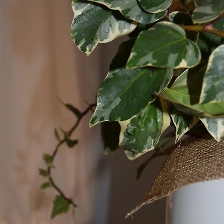 شقة Domunua House تْشيفالو