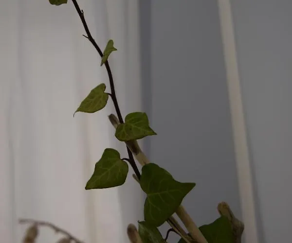 Domunua House Apartment *