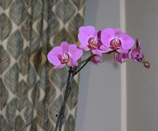 Apartment Domunua House *