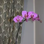 Apartment Domunua House *