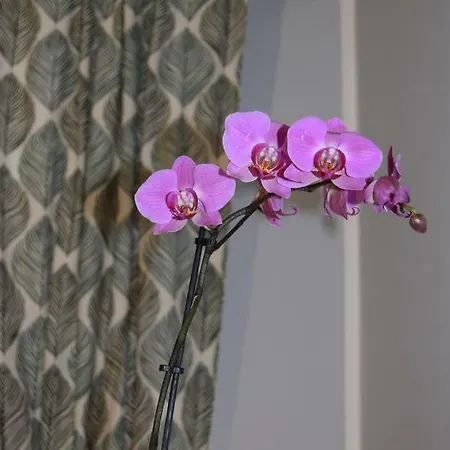 Apartament Domunua House *