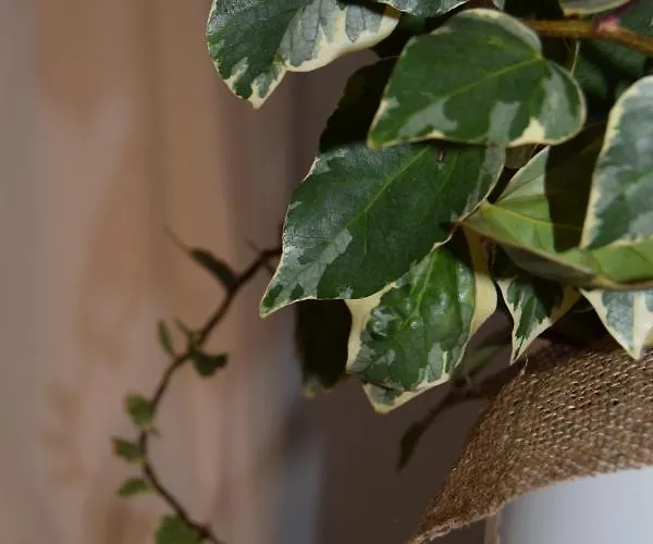 Διαμέρισμα Domunua House Cefalù